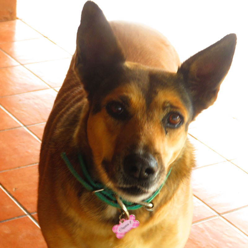 Image of Coyota the dog