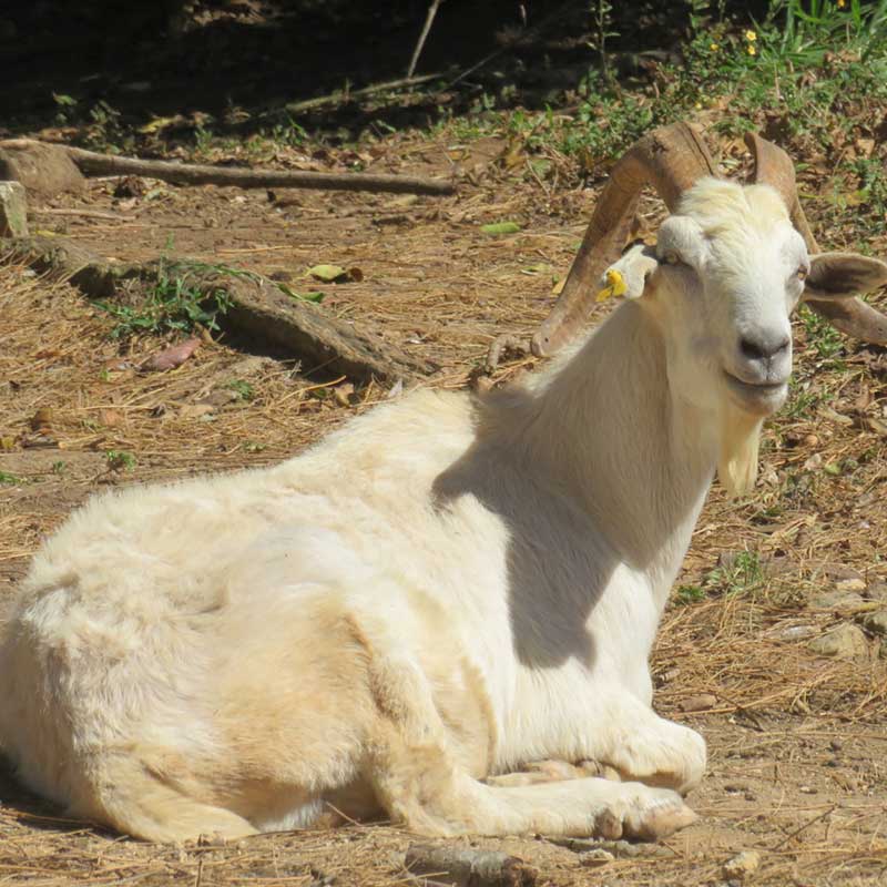 Image of Juancho the goat