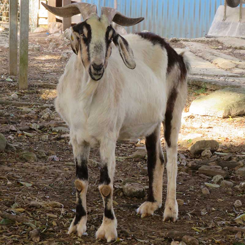 Image of Elton the goat