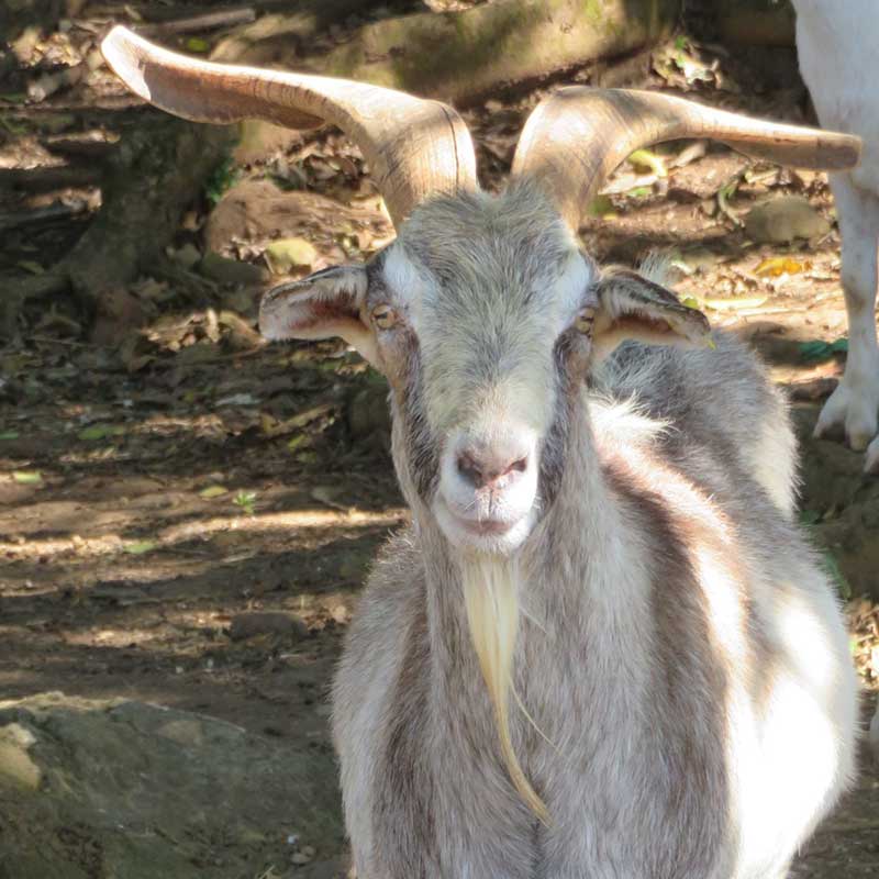Image of Shavo the goat