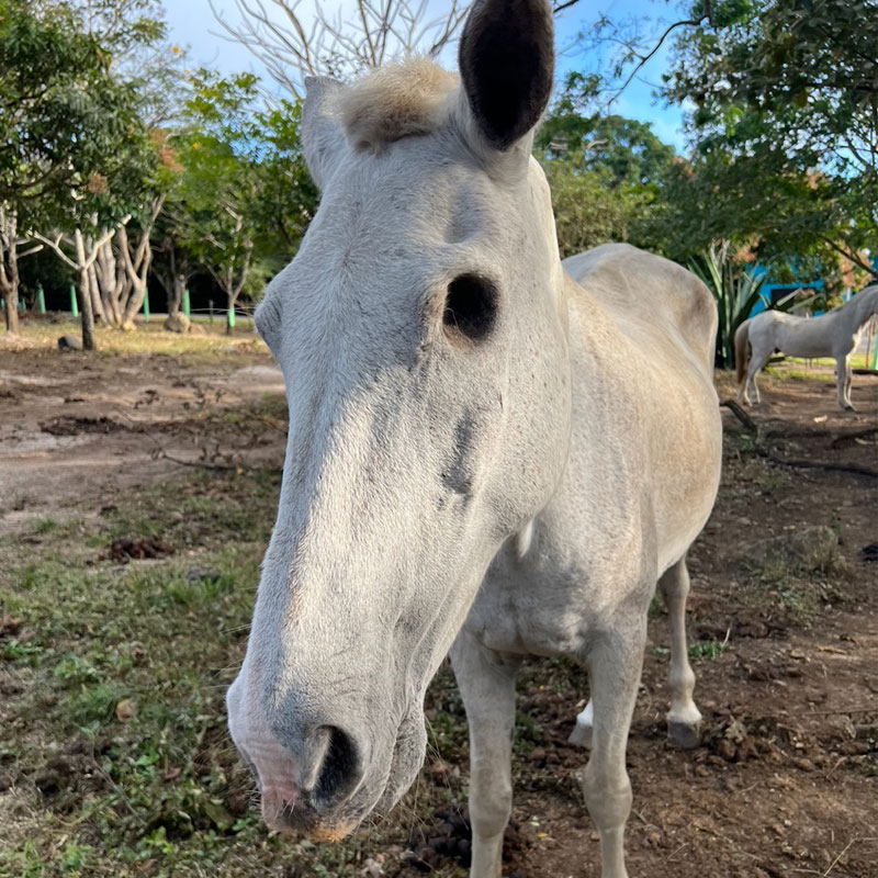 Image of Abuela the horse