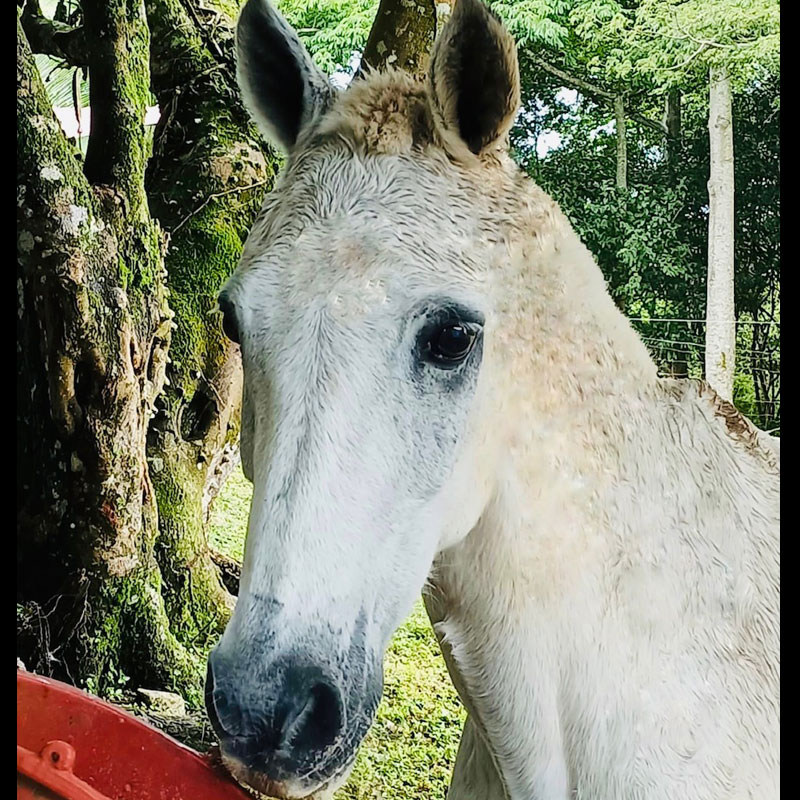 Image of Payaso the horse