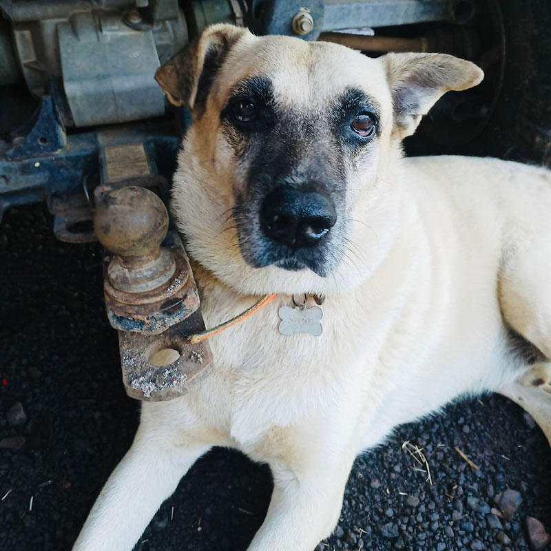 Image of Juanki the dog