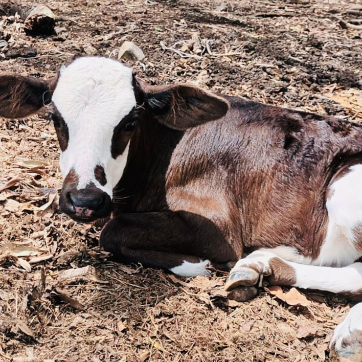 Image of Bandito the goat