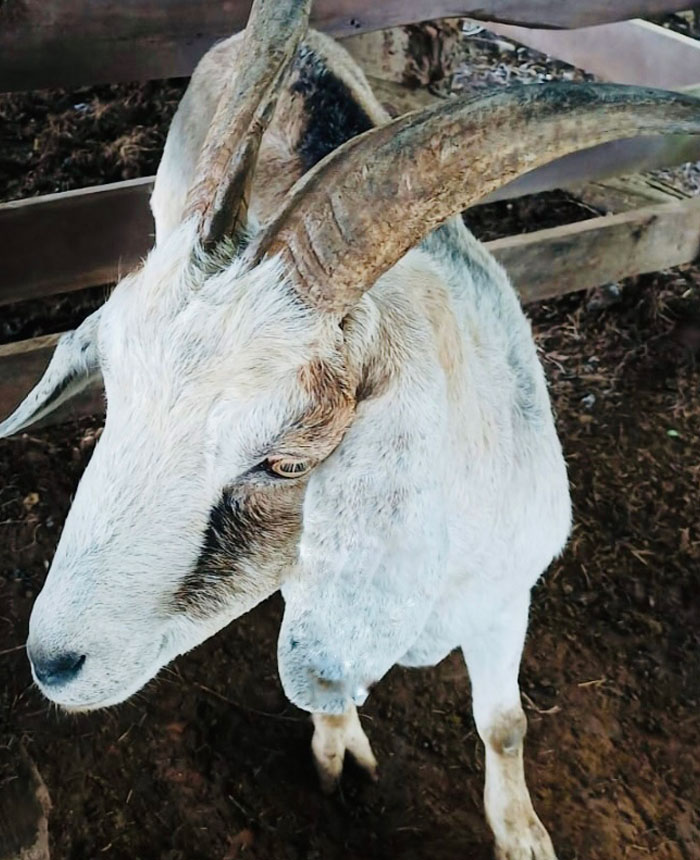 Image of Dayis the goat