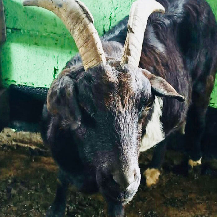 Image of Chulita the goat