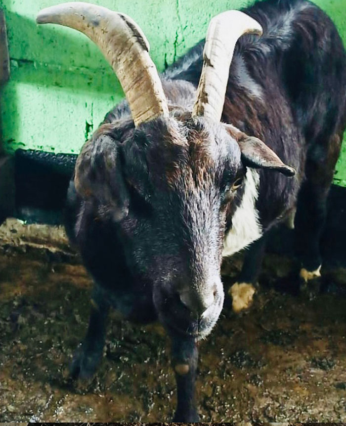 Image of Chulita the goat