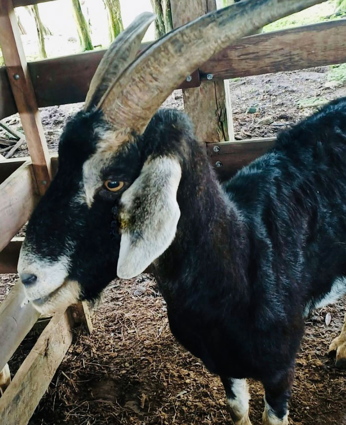 Image of Flaco the goat