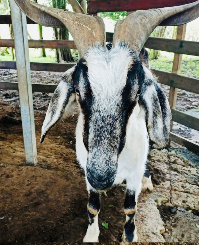 Image of Goliat the goat
