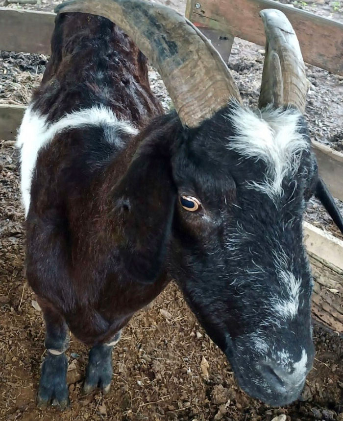 Image of Lucia the goat