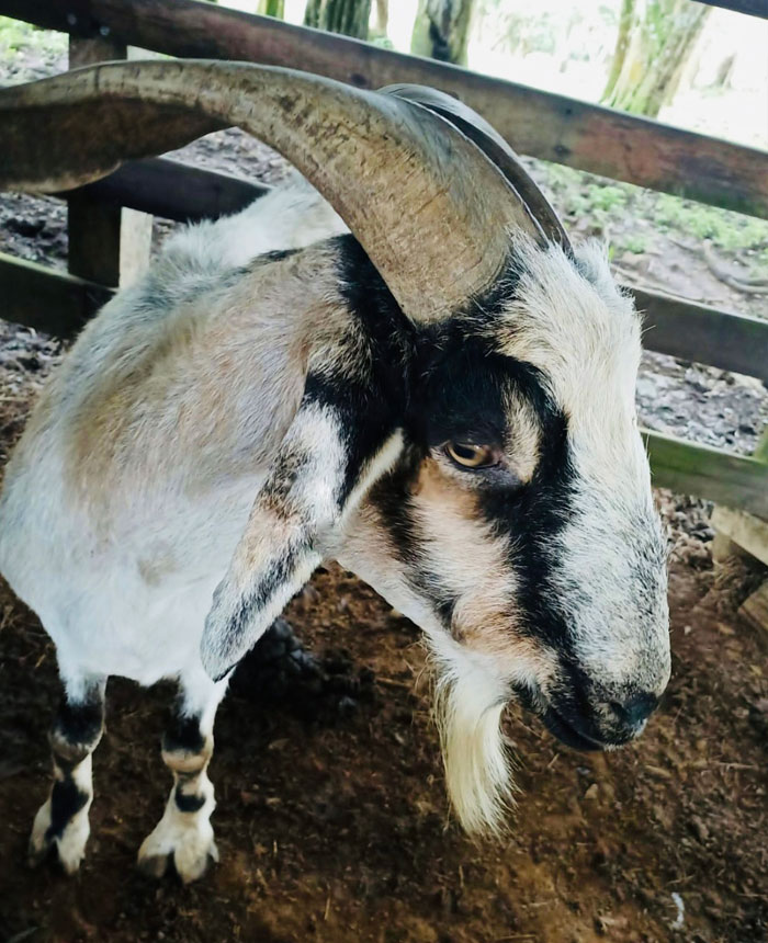 Image of Richie the goat
