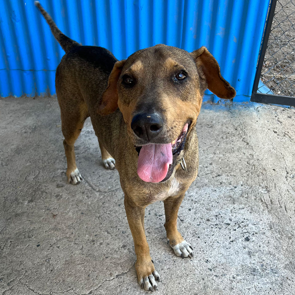 Image of Bruno the animal