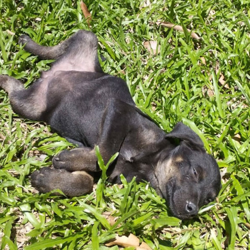 Image of Lana the dog