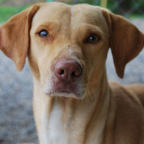 Image of Huesos the dog