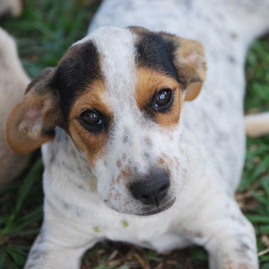 Image of Morita the dog