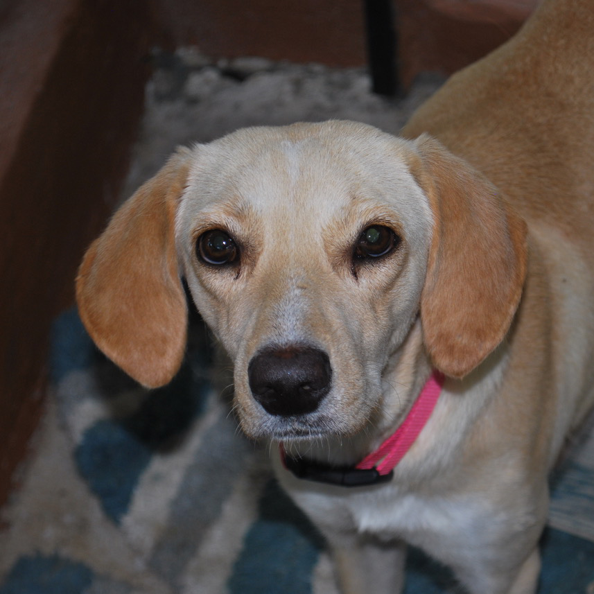 Image of Angel the animal