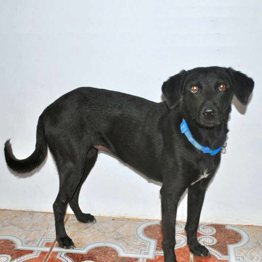 Image of Negra the dog