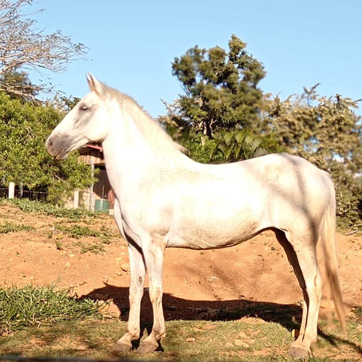 Image of Presidenta the horse