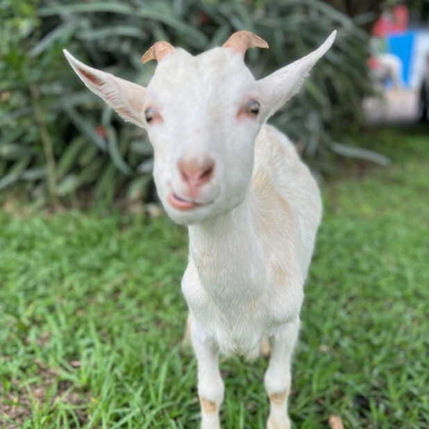 Image of Pito the goat