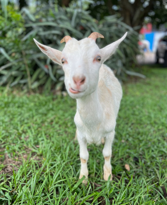 Image of Pito the goat
