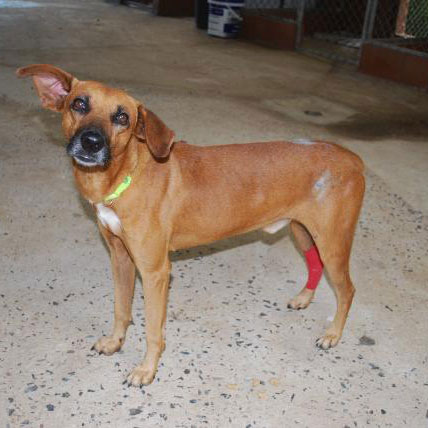 Image of Alambrito the dog