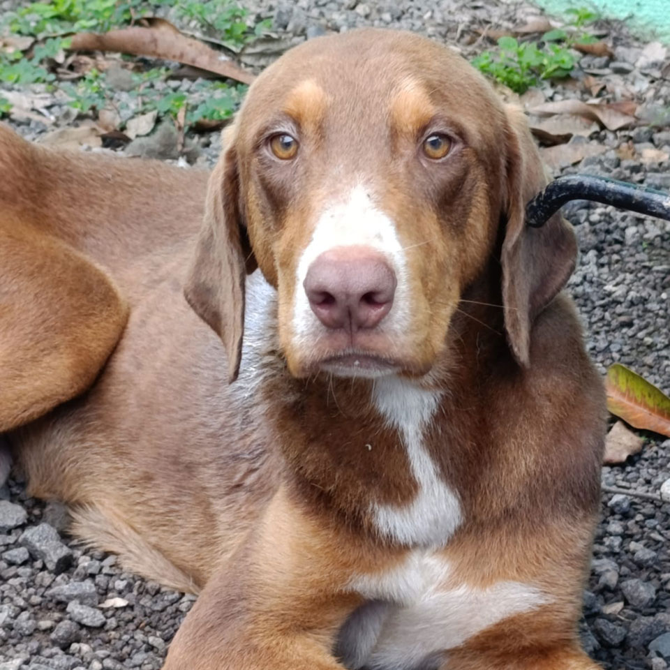 Image of Canelo the dog