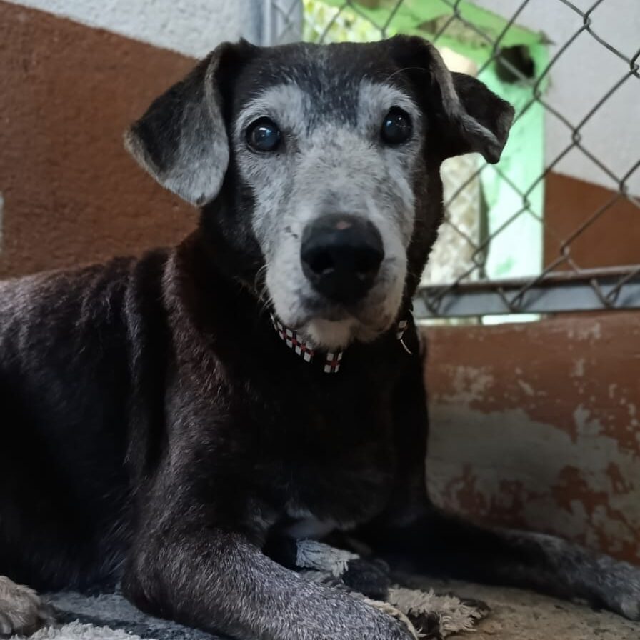 Image of Old Lady the dog