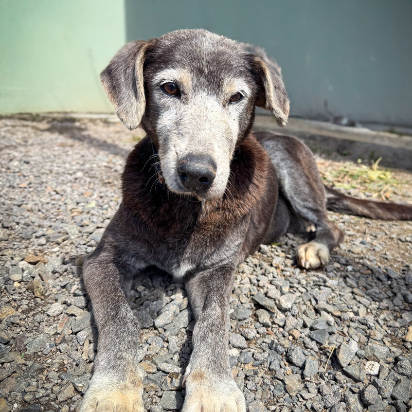 Image of Old Lady the dog