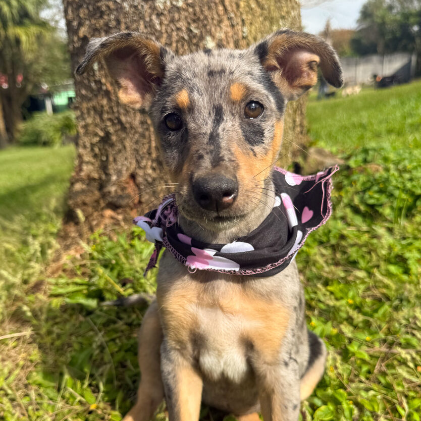 Image of Cheeta the dog