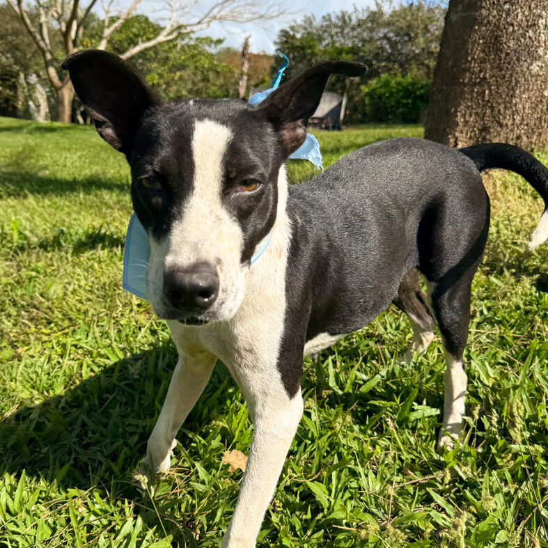 Image of Oreo the dog