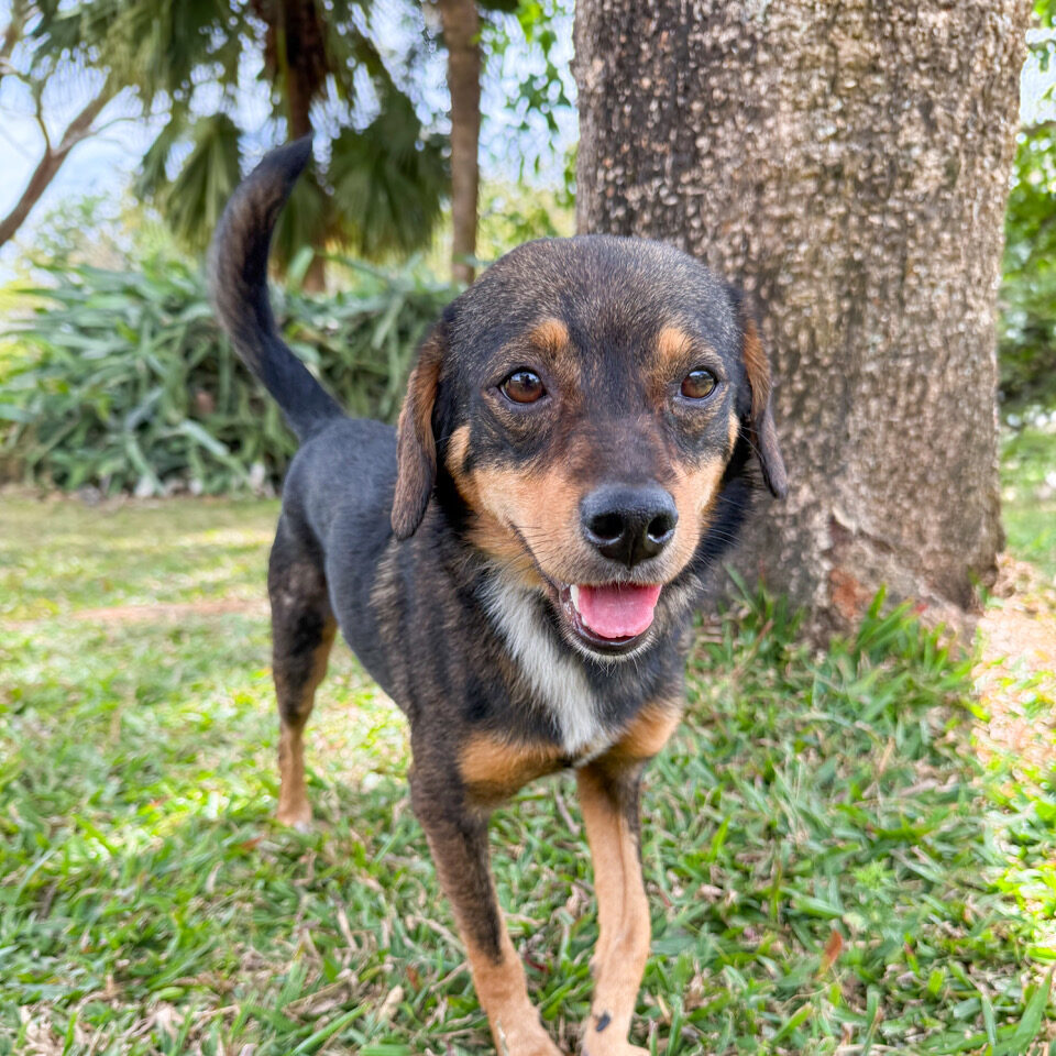 Image of Pablo the dog
