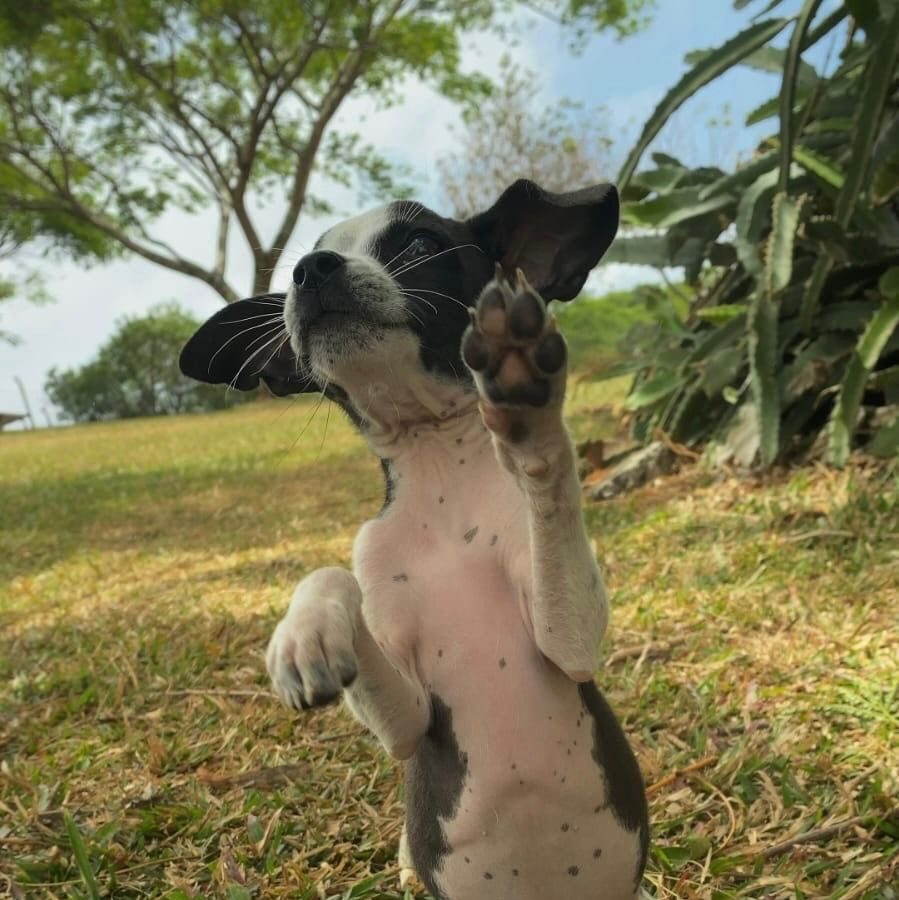 Image of Winnie the dog