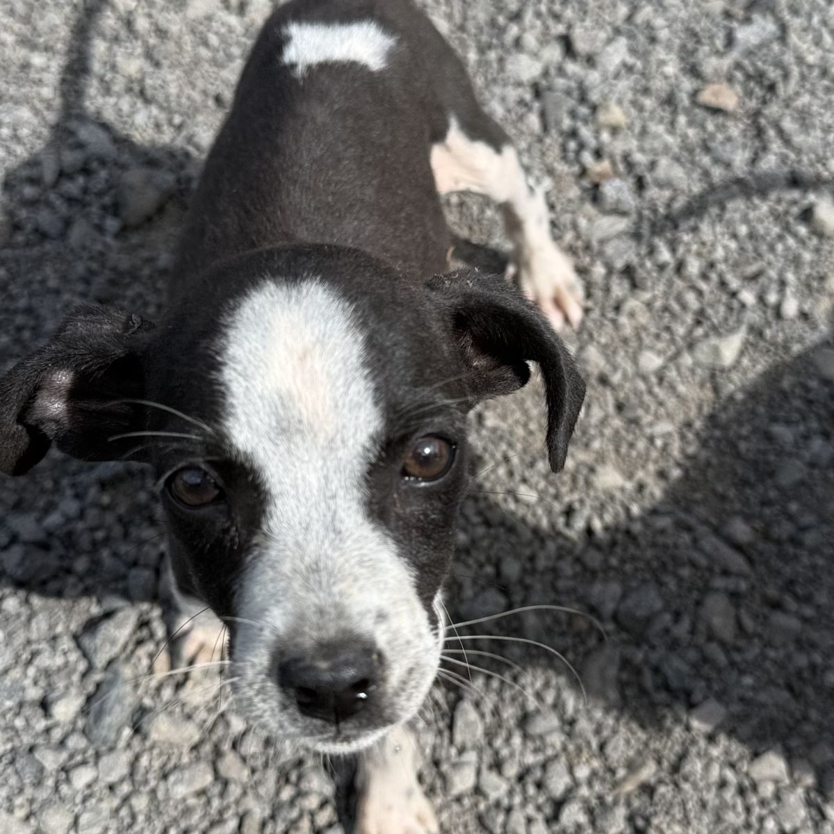 Image of Piglet the dog