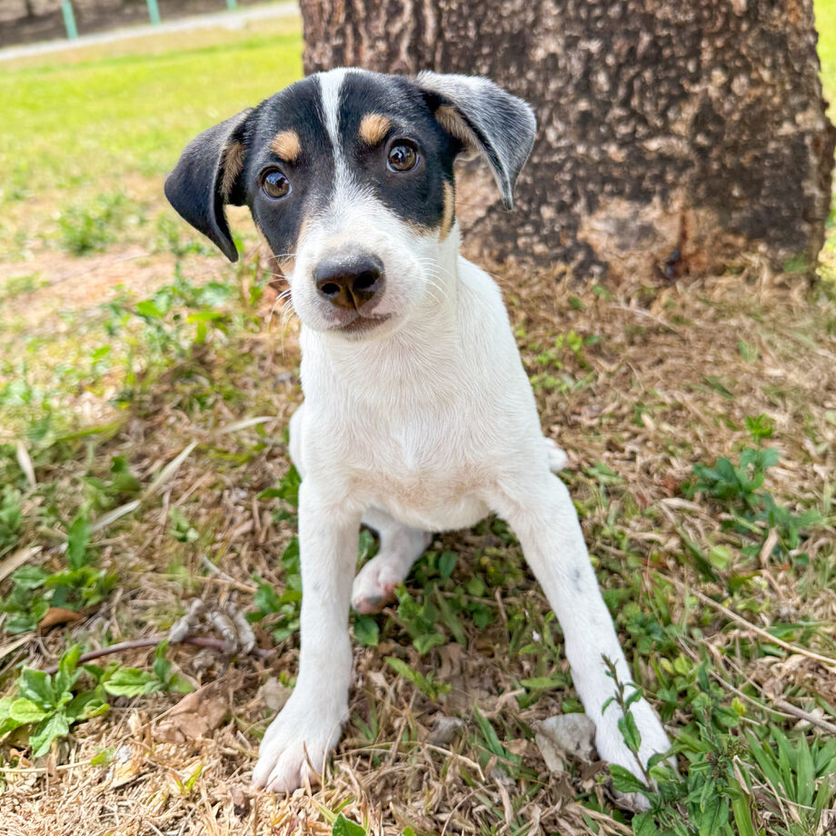 Image of Mapache the dog