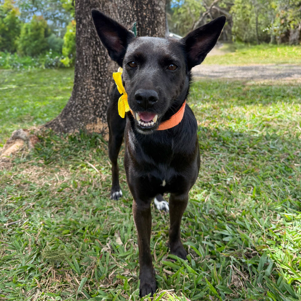Image of Lilo the dog