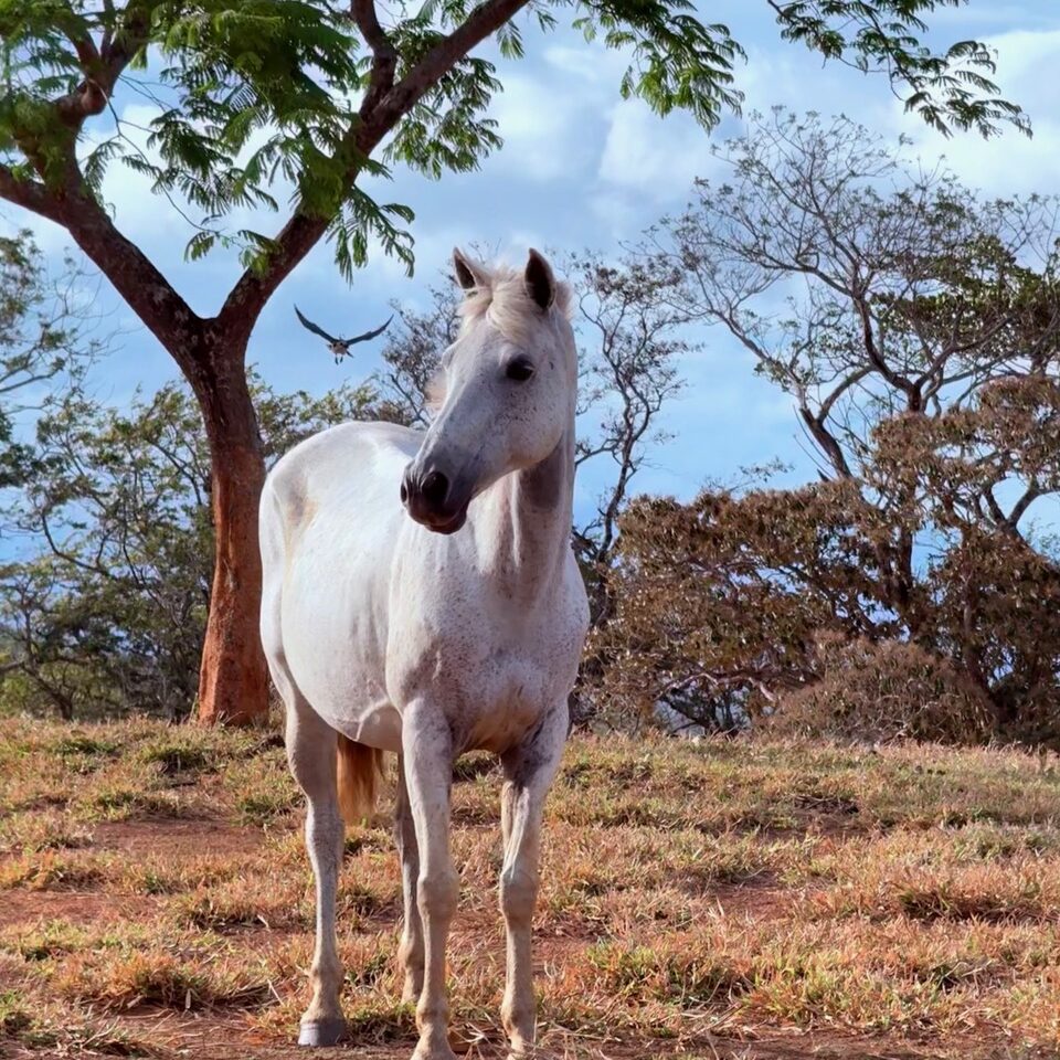 Image of Kalua the horse