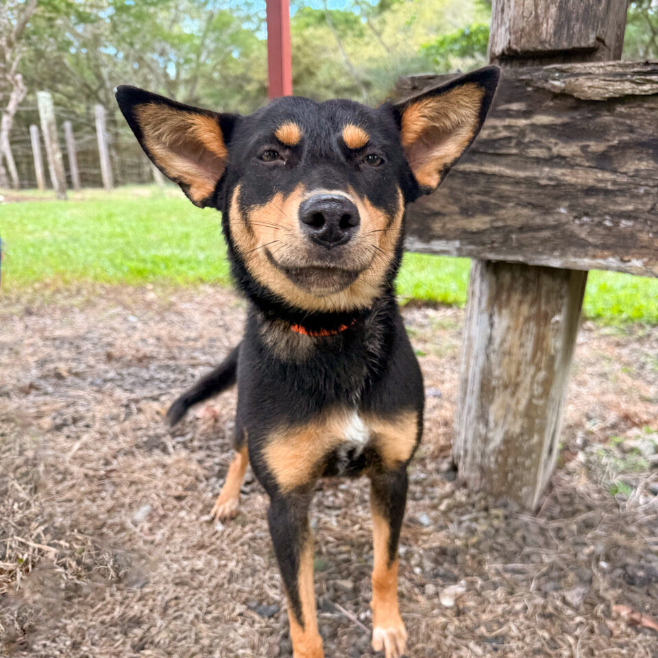 Image of Gorda the dog