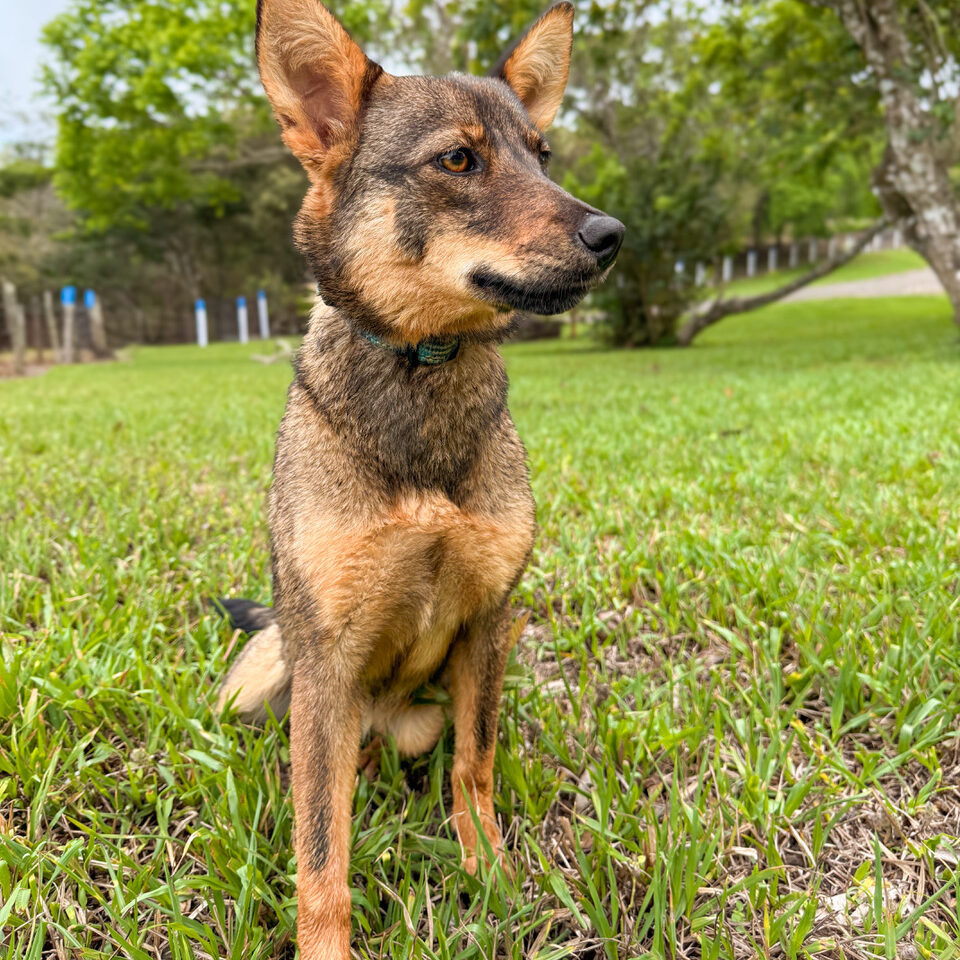 Image of Lobita the dog