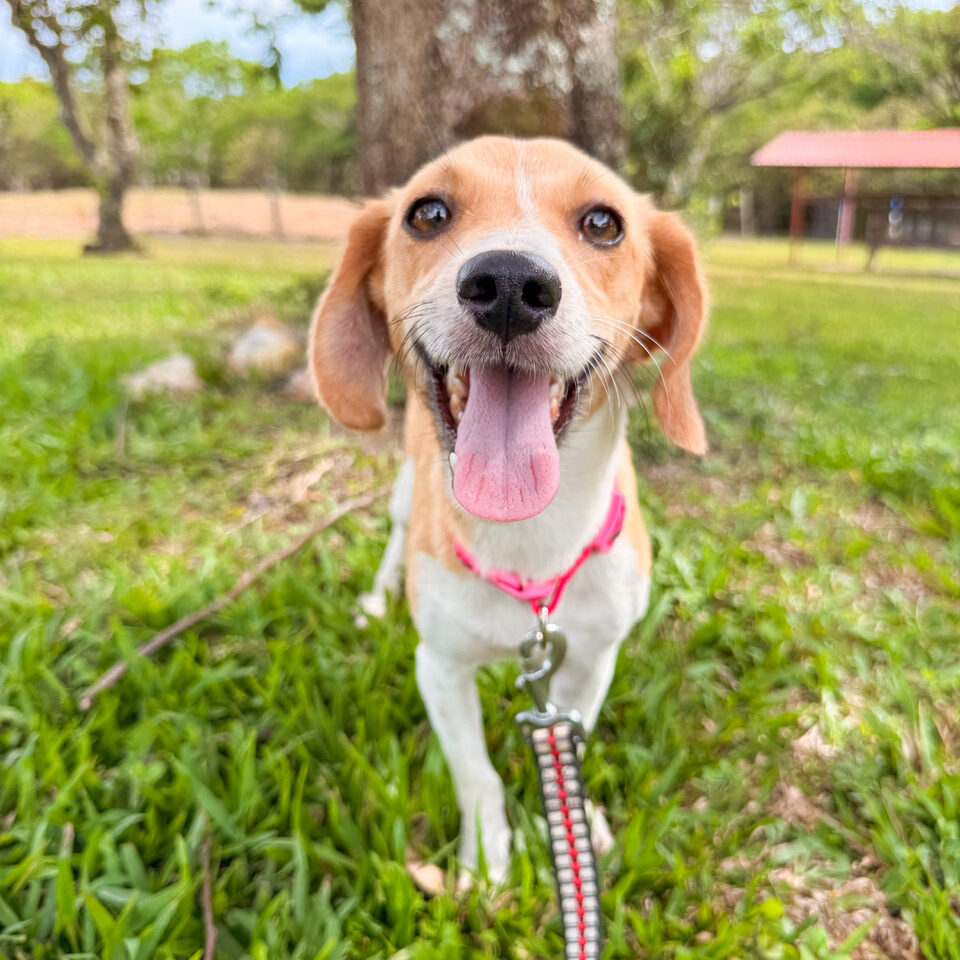 Image of Lulu the dog