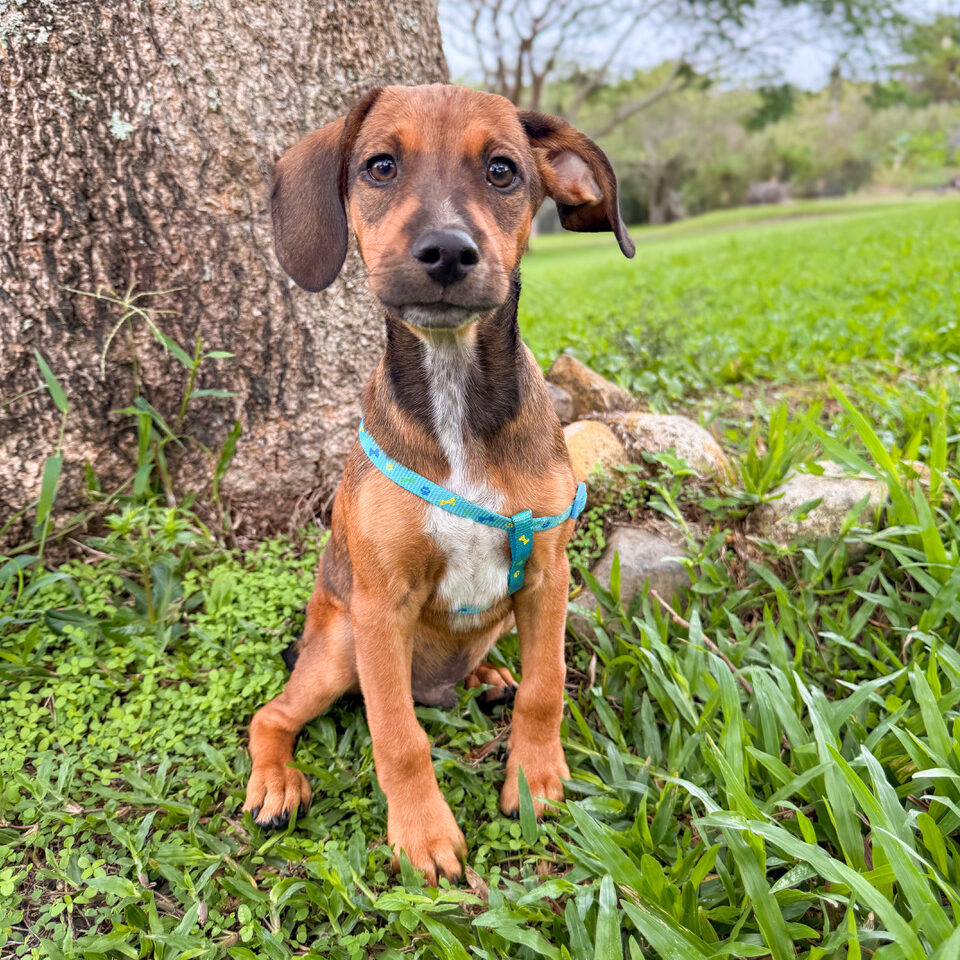 Image of Thor the dog