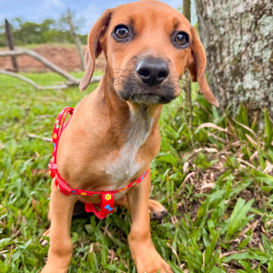 Image of Wonda the dog