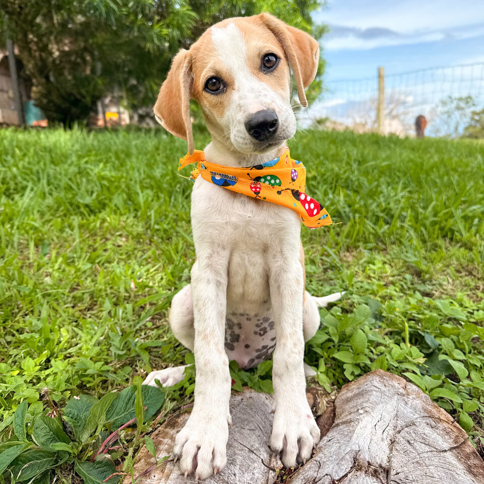 Image of Cheddar the dog