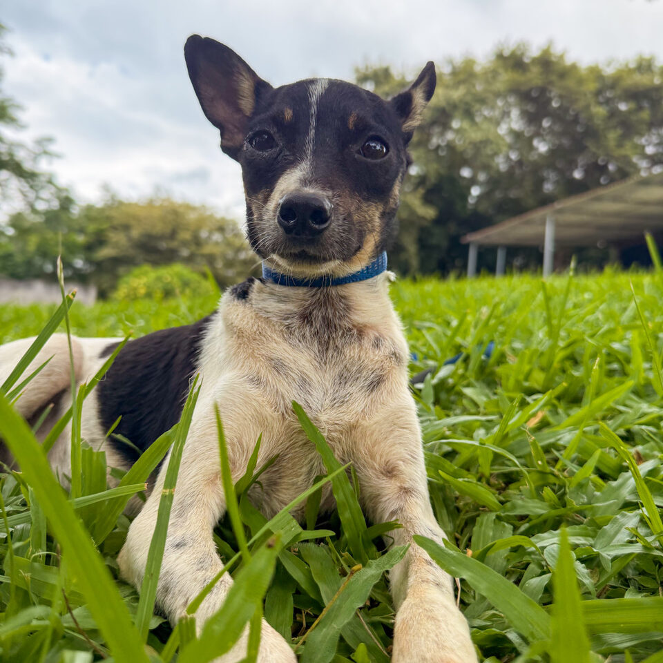 Image of Coco the dog