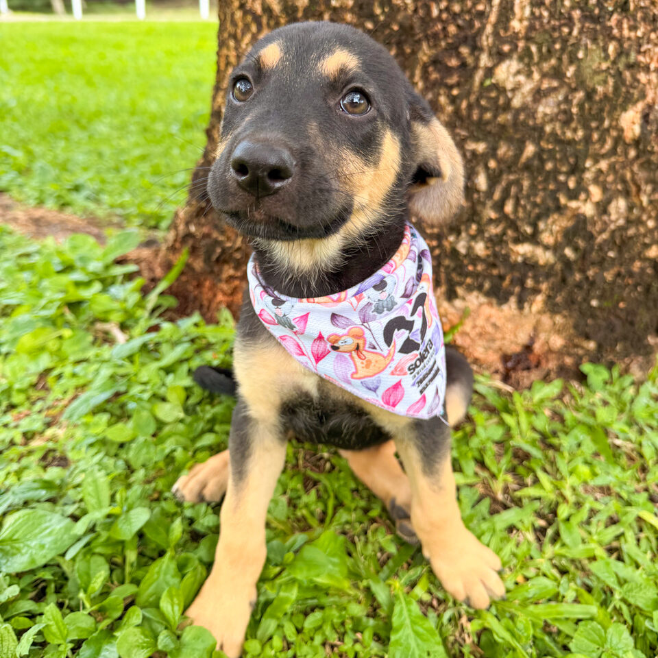 Image of Daisy the dog