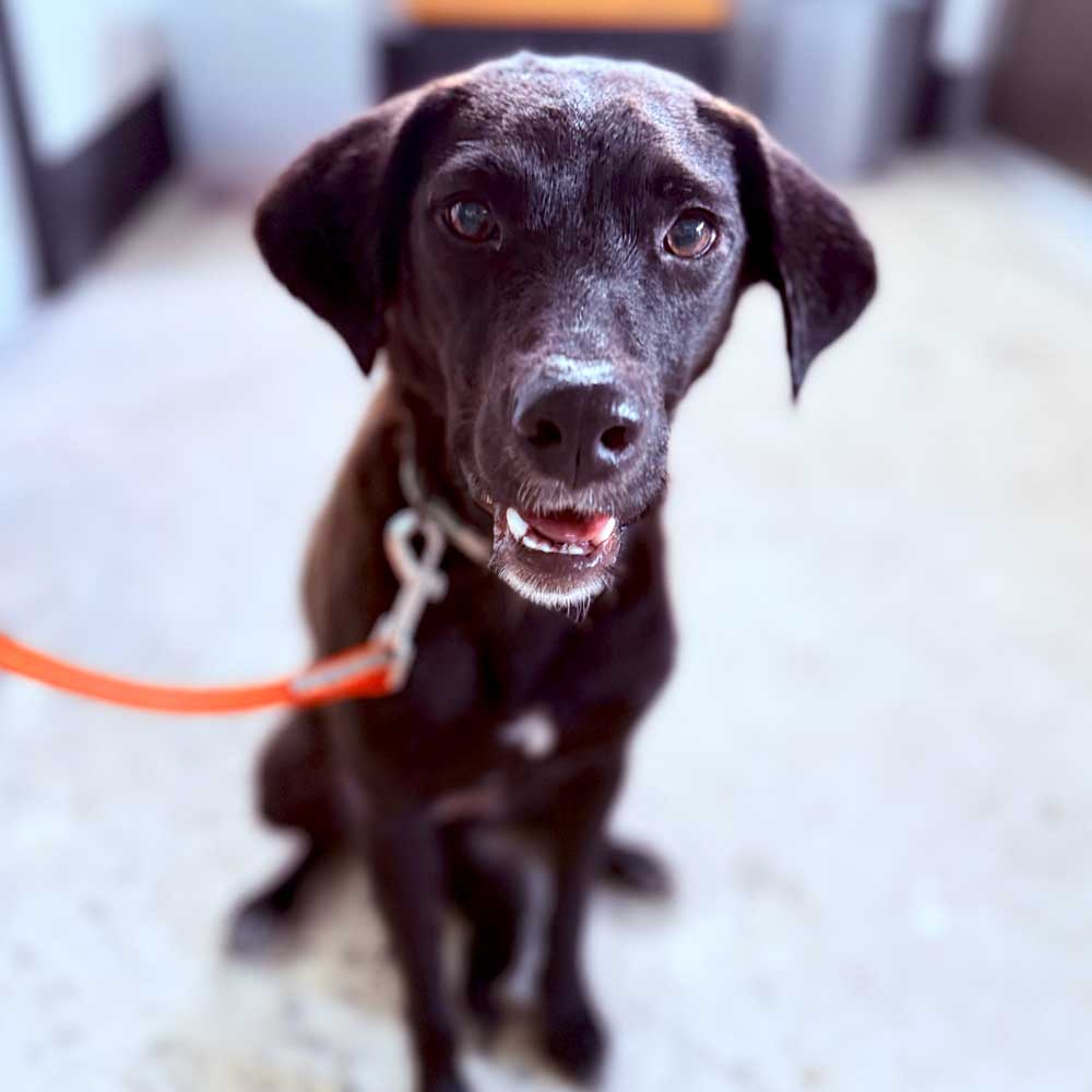 Image of Laica the dog