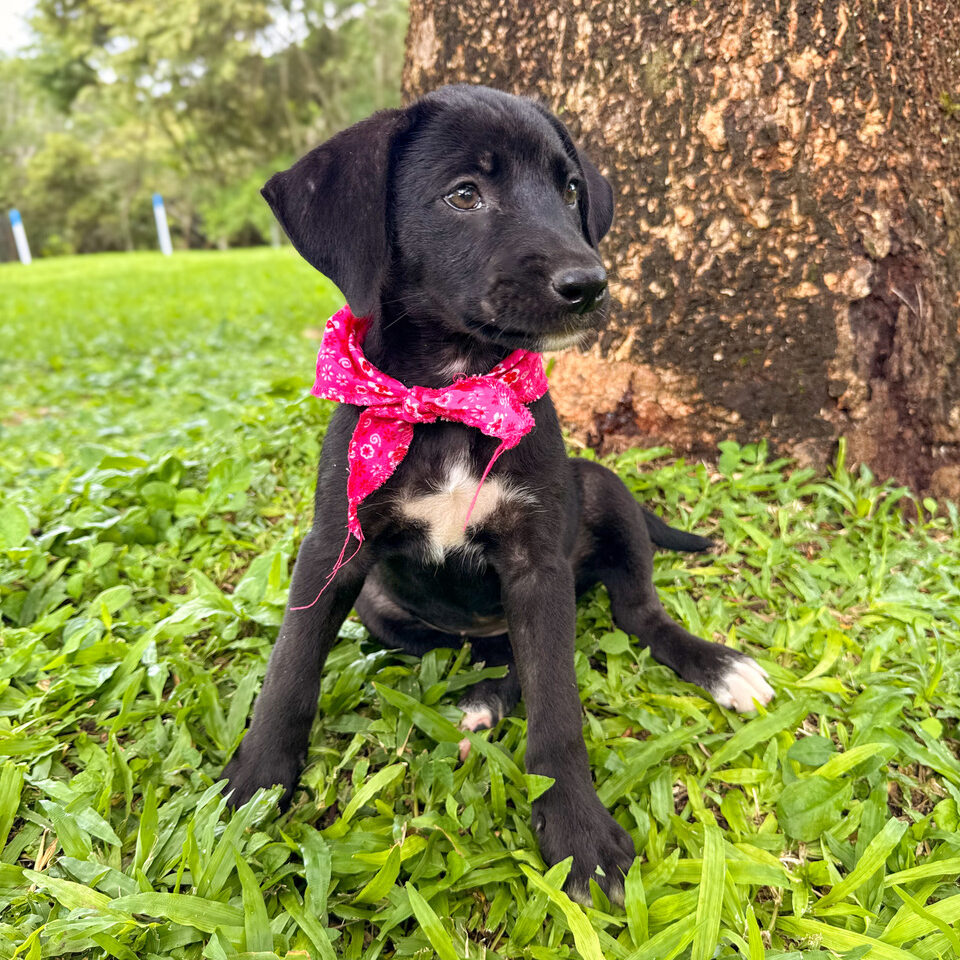 Image of Marshmello the dog