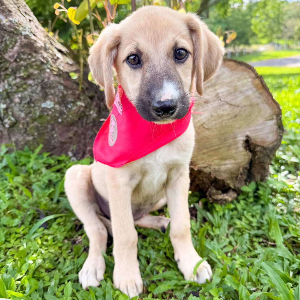 Image of Mosarella the dog