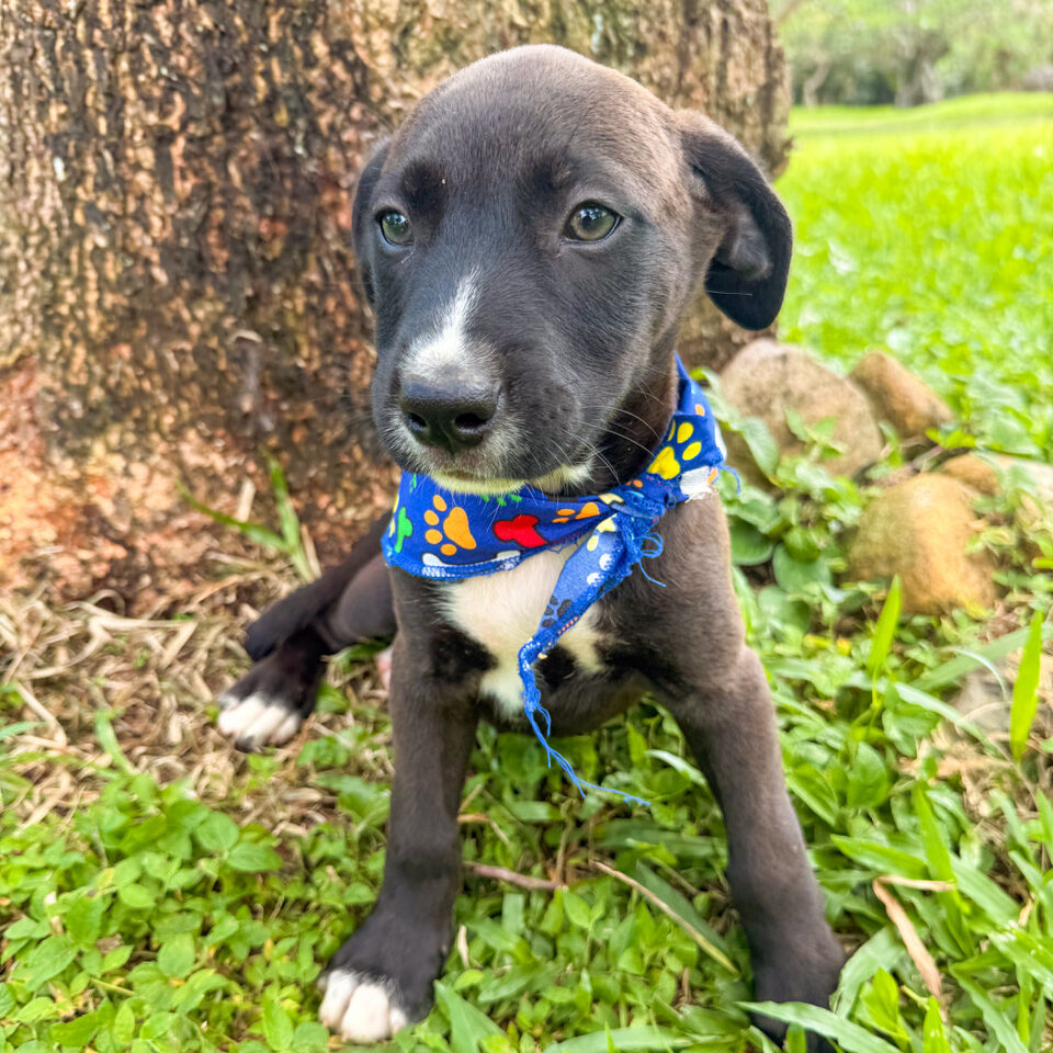 Image of Night the dog