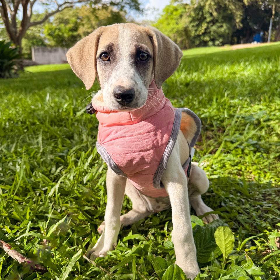 Image of Ricotta the dog