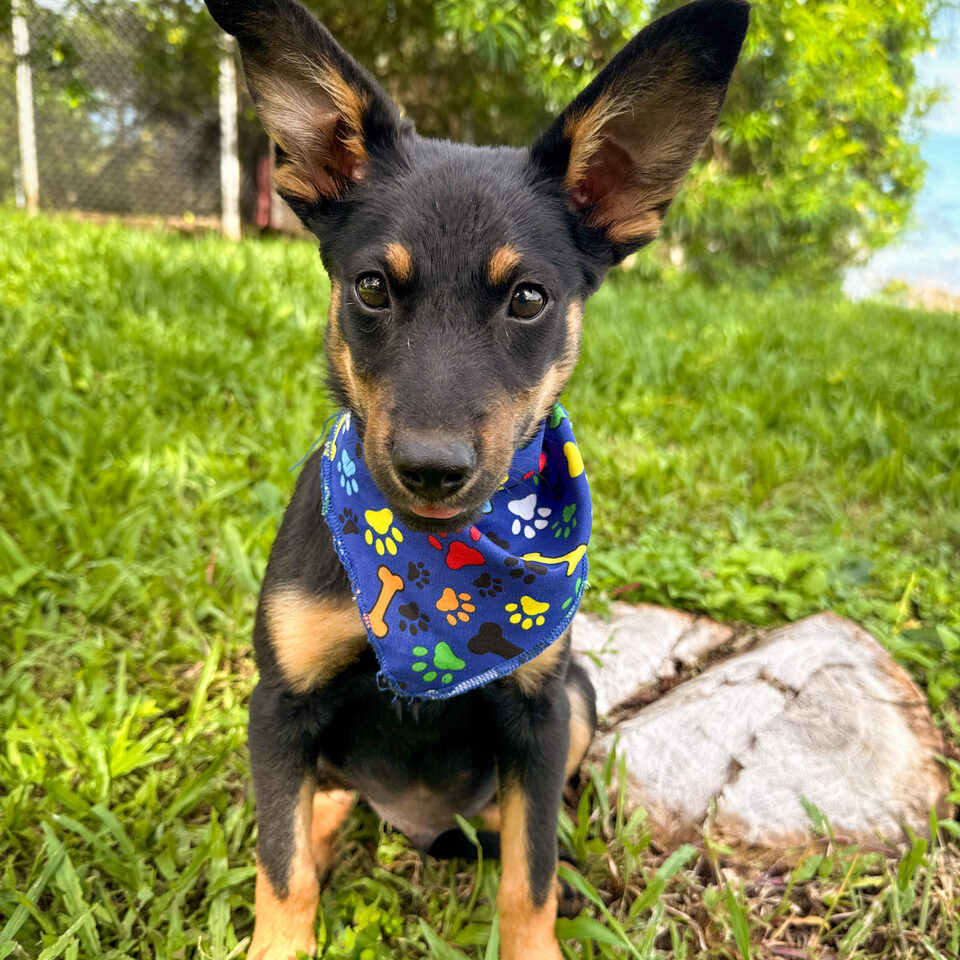 Image of Rocky the dog